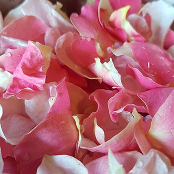 Torta ai pistacchi e mandorle con glassa all'acqua alle rose per la merenda dolce degli studenti della Scuola Secondaria di I grado | Homework & Muffin