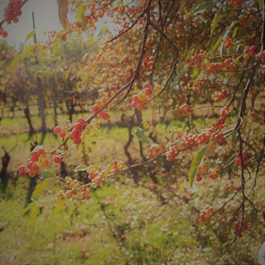 I colori dell'autunno, foto di Gabriella Rizzo | Homework & Muffin