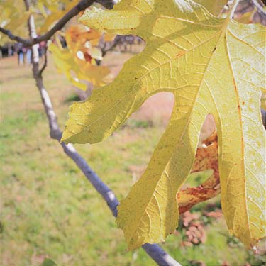 I colori dell'autunno, foto di Gabriella Rizzo | Homework & Muffin