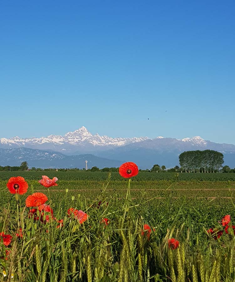 La montagna, approfondimento di Geografia per gli alunni del I anno della Scuola Sec. di I grado a cura della prof.ssa Gabriella Rizzo | Homework & Muffin