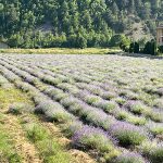 Biscotti di meliga alla lavanda, ricetta per la merenda dolce a cura di Gabriella Rizzo | Homework & Muffin